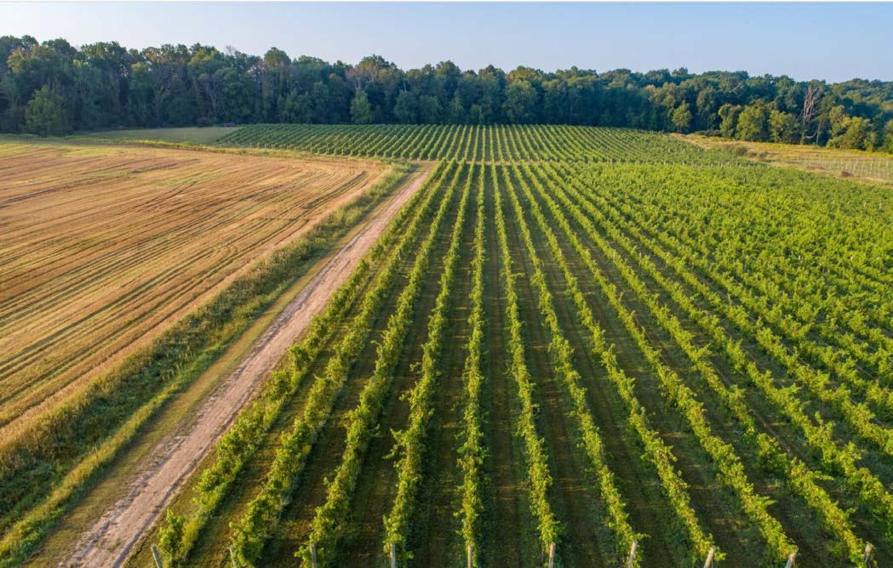 Vineyard at first light